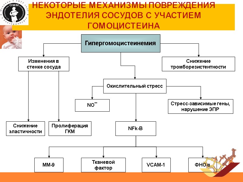 Некоторые механизмы повреждения эндотелия сосудов с участием гомоцистеина Гипергомоцистеинемия Изменения в стенке сосуда Окислительный
